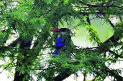 काळटोप खंडय़ाचे नांदूरमध्यमेश्वरमध्ये दर्शन 