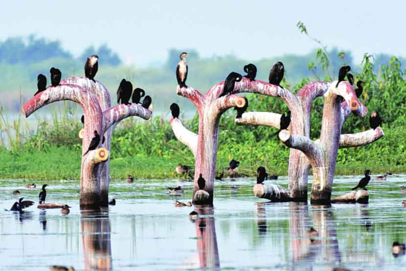 नांदुरमध्यमेश्वर अभयारण्यात पक्ष्यांची संख्या वाढली