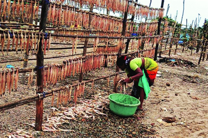 ‘सुक्या मासळीचे माहेरघर’ आर्थिक समस्यांच्या गर्तेत ‘सुक्या मासळीचे माहेरघर’ आर्थिक समस्यांच्या गर्तेत