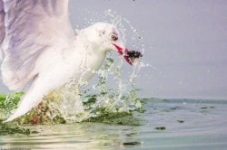 लांबलेल्या पावसामुळे परदेशी पक्ष्यांचे आगमन लांबणीवर