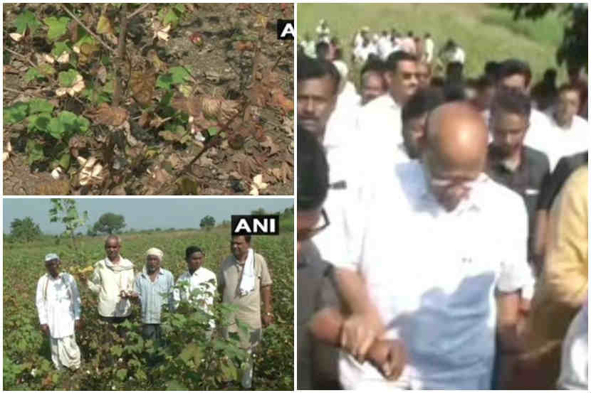 नागपूर : अतिवृष्टीग्रस्त शेतकऱ्यांच्या शेतात जाऊन शरद पवार यांनी परिस्थीतीचा आढावा घेतला. नागपूर : अतिवृष्टीग्रस्त शेतकऱ्यांच्या शेतात जाऊन शरद पवार यांनी परिस्थीतीचा आढावा घेतला.
