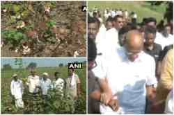 सत्तेचा पेच बाजूला सारून शरद पवार शेतकऱ्यांच्या बांधावर