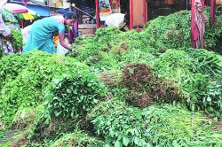 पालेभाज्या कडाडल्या