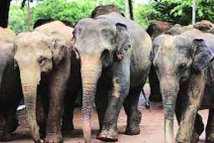 हत्ती प्रकल्पाच्या मार्गदर्शक तत्त्वांना हरताळ