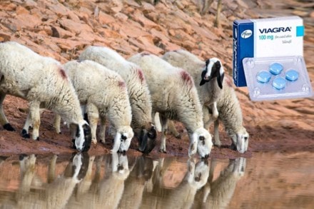 ७५० टन व्हायग्रा सोडलं नदीत