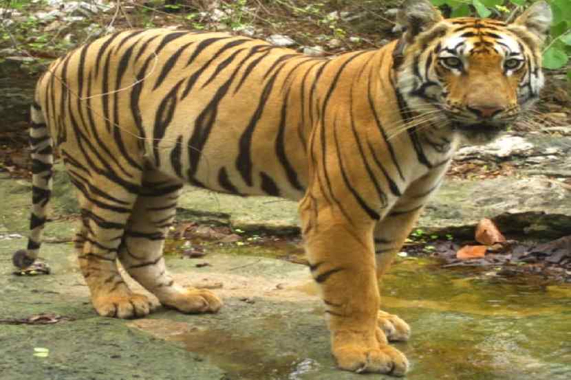 नागपुरात सुरु होणार वन्य जीव गुन्ह्यांशी संबंधित प्रयोगशाळा