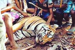 मानव-वन्यजीव संघर्ष