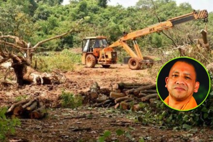 Yogi Govt To Cut Down 64000 Trees