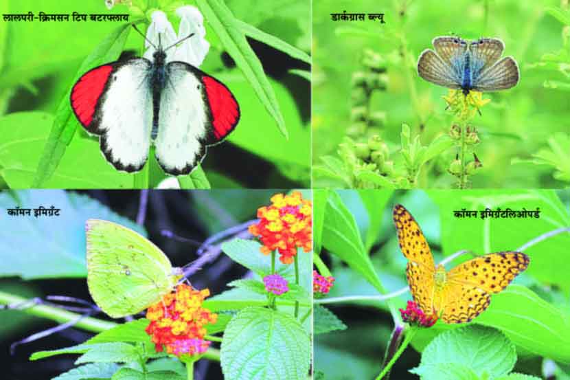 कीटकनाशकांचा अतिमारा फुलपाखरांच्या जिवावर