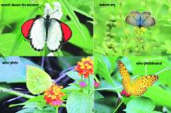 कीटकनाशकांचा अतिमारा फुलपाखरांच्या जिवावर