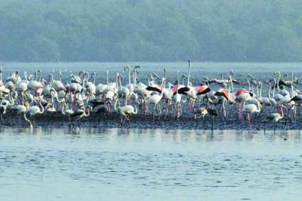 ठाणे खाडी संवेदनशील क्षेत्र 