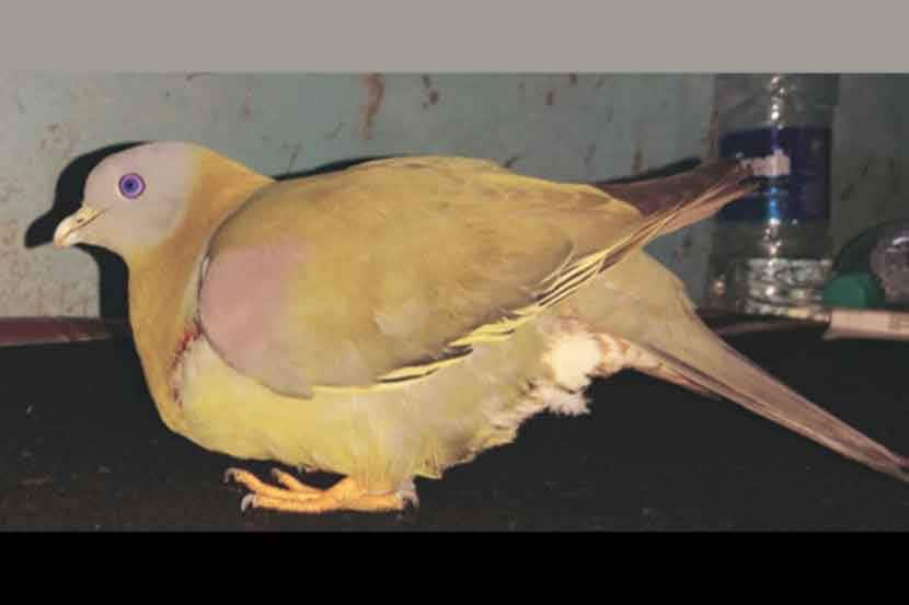 सांगलीजवळ कवडा पाचू जखमी अवस्थेत आढळला