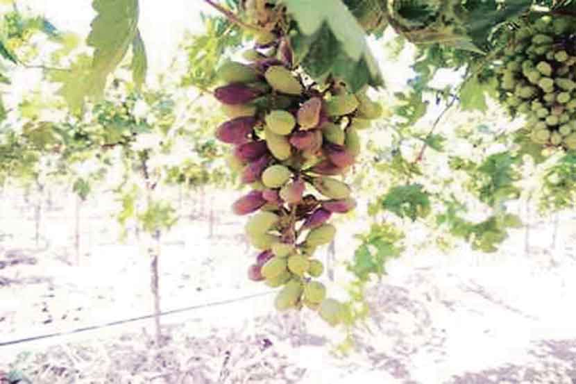 प्रतिकूल हवामानाचा द्राक्षांवर परिणाम