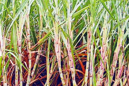 साखर उद्योगावर आर्थिक संकट; ‘एफआरपी’ थकली साखर उद्योगावर आर्थिक संकट; ‘एफआरपी’ थकली