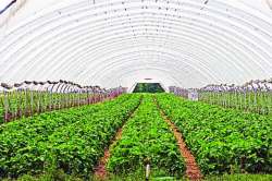 पॉलीहाऊसमधील शेती अडचणीची