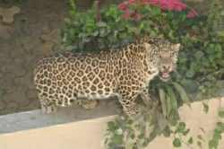 औरंगाबादमध्ये बिबट्याचा धुमाकूळ; सहा तासांच्या प्रयत्नानंतर जेरबंद करण्यात यश