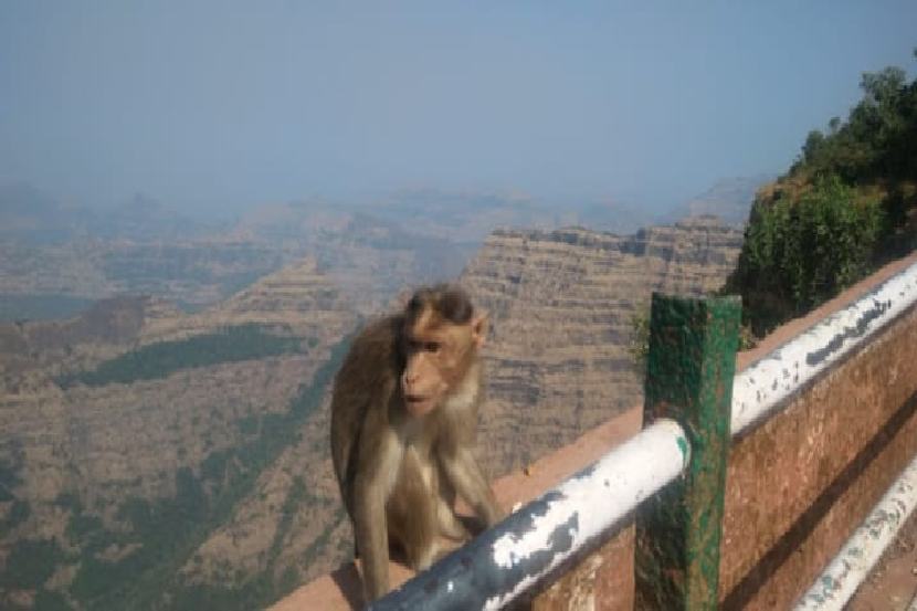 अरे हे काय? माकडानं पळवली शिक्षिकेची एक लाख रूपये ठेवलेली पर्स