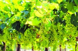 द्राक्ष उत्पादकांना दोन कोटीचा गंडा