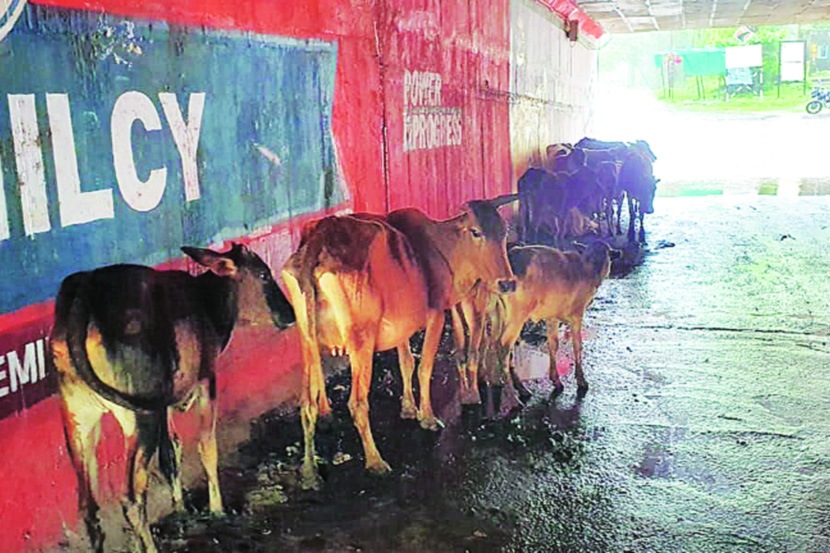 उड्डाणपुलांखाली मोकाट जनावरांचा सुळसुळाट