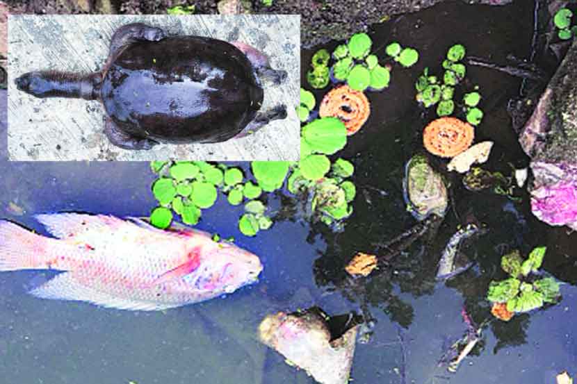 पवनेच्या पात्रात शेकडो मृत मासे, दोन कासवांचाही मृत्यू