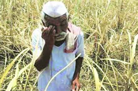 पीकनिहाय विभाजनामुळे शेतकऱ्यांच्या निधीला कात्री?