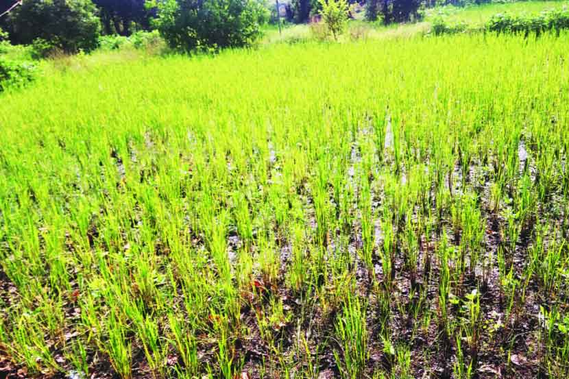 रब्बी हंगामाच्या पेरण्या लांबणीवर