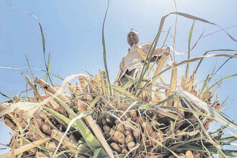 राज्यातील सत्तासंघर्षात शेतकऱ्याचा ‘बळी’, नोव्हेंबर महिन्यात ३०० जणांनी संपवलं जीवन