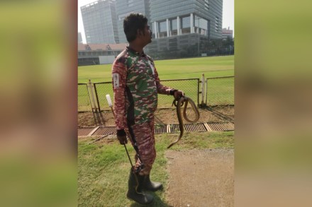 बाप रे बाप ! रणजी सामन्यादरम्यान मैदानात शिरले दोन साप