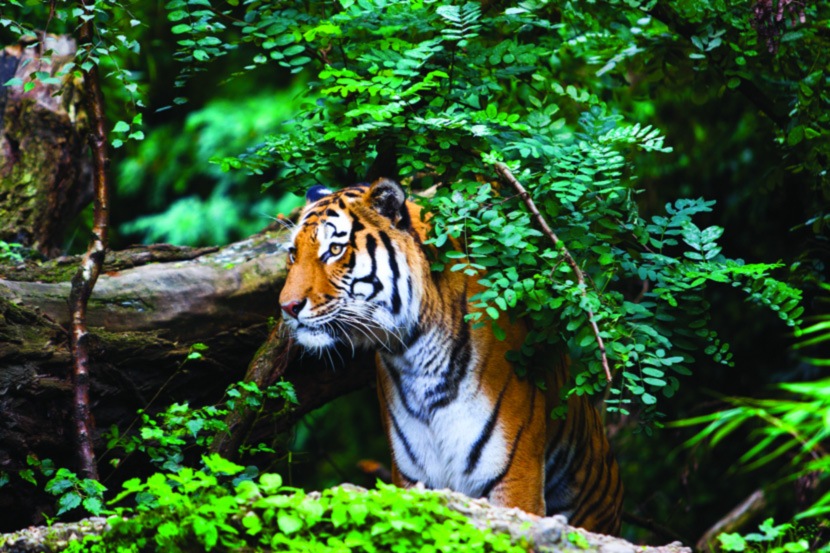 (संग्रहित छायाचित्र) (संग्रहित छायाचित्र)