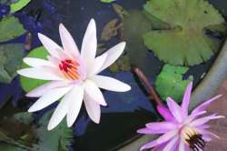 निसर्गलिपी : फुलली बाग