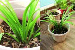 निसर्गलिपी : माझी निर्सगसंपत्ती