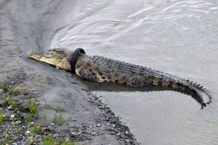 मगरीच्या गळ्यात अडकलेला टायर काढणाऱ्याला मिळणार बक्षीस, जाणून घ्या काय आहे प्रकरण