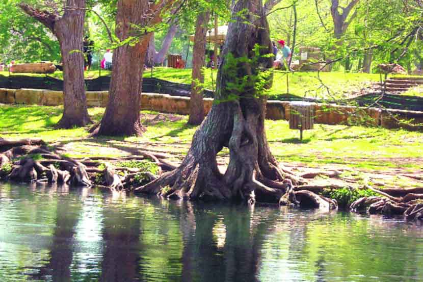 अमेरिकेतील टेक्सास राज्यातील सॅन मार्कोस नदीच्या तीरांवरील निसर्गत: जपलेली भलीमोठी बाल्ड सायप्रसची झाडे.