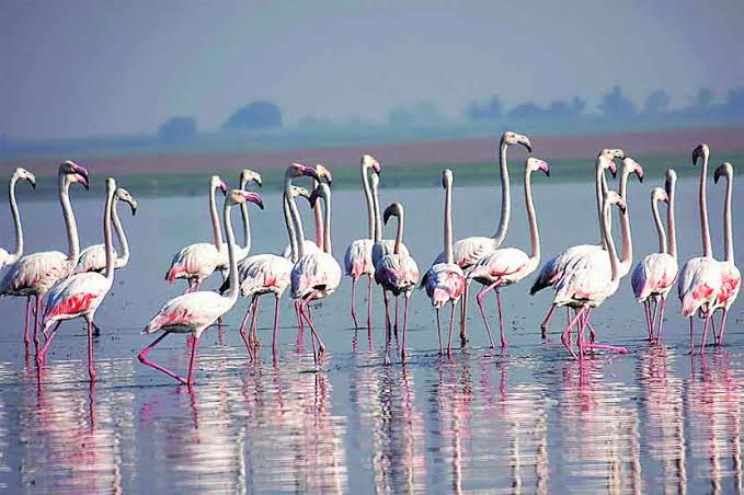 फ्लेमिंगोंना खायला देताय? तर हे वाचाच…