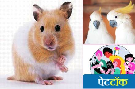 पेटटॉक : कमी खर्चाचे प्राणी