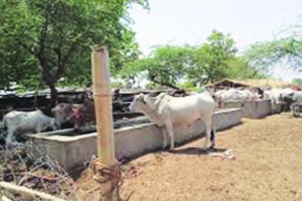 अनुदान रखडल्याने गोशाळा संकटात!