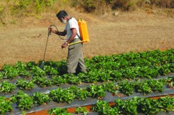 मराठवाडय़ात जिल्हा बँकेच्या सभासदांची कर्जमाफी १२२१ कोटींची