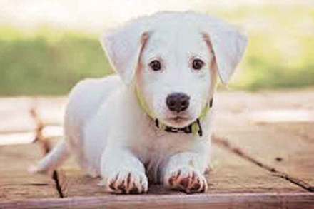 पेटटॉक : श्वानालाच पसंती, पण कोणत्या? पेटटॉक : श्वानालाच पसंती, पण कोणत्या?