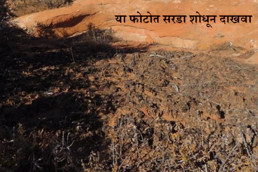 सरडा शोधून दाखवाच