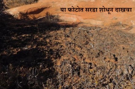 सरडा शोधून दाखवाच