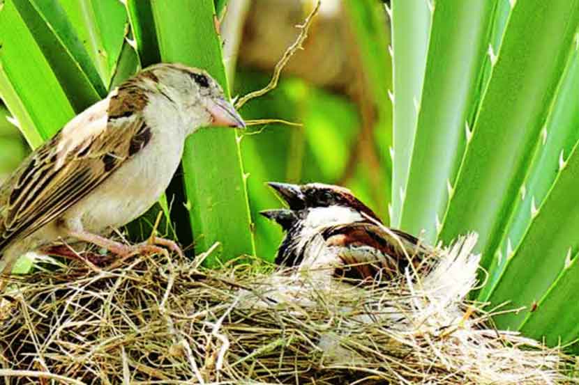 चिमणीसाठी विकतचे घरटे नको!