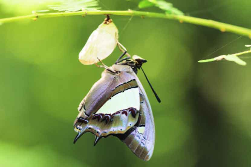 फुलपाखरू जन्माची गाथा