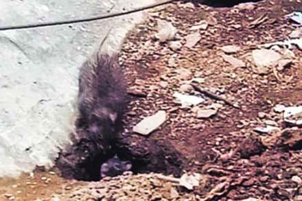 उंदीर, घुशींमुळे मीरा रोडचे रहिवासी त्रस्त