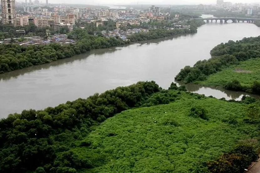 मुंबईतील कांदळवनच्या रक्षणासाठी हवेत पुरेसे कर्मचारी
