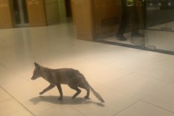 संसदेत घुसला कोल्हा