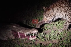 Video: झोपलेल्या मगरीच्या जबड्यातून मांस चोरण्याचा बिबट्याने प्रयत्न केला अन्…