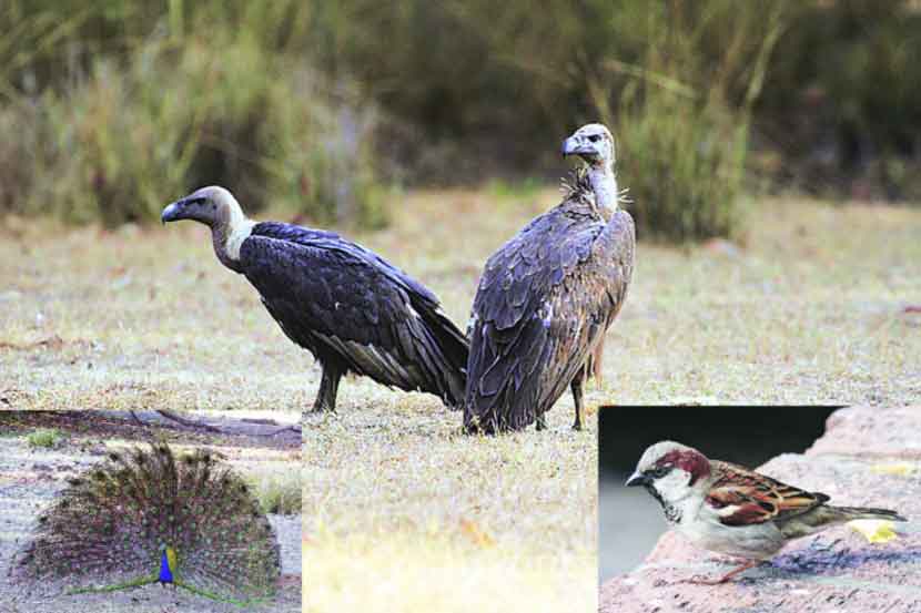 १०१ पक्षी प्रजातींच्या संवर्धनाची गरज
