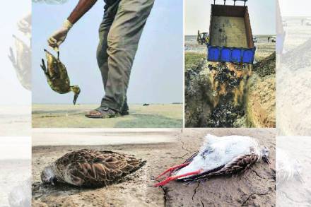 पक्ष्यांची एवढी मोठी दफनभूमी, तीही आपल्याच देशात आणि तीही त्यांच्या अन्न स्रोताच्या जवळ हे इतिहासात प्रथमच घडत आहे.