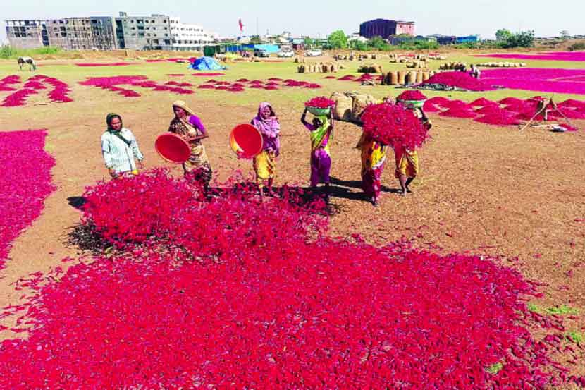 नंदुरबार बाजार समितीमध्ये जवळपास ५० हजार क्विंटल ओल्या मिरचीची आवक झाली आहे. 