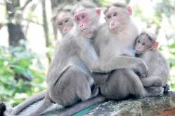 अरेच्चा! ट्रम्प यांच्या सुरक्षारक्षकांमध्ये पाच माकडांचीही भर